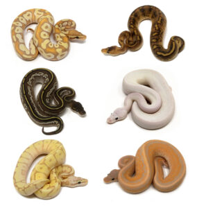 tier-4-284x300 tier 4