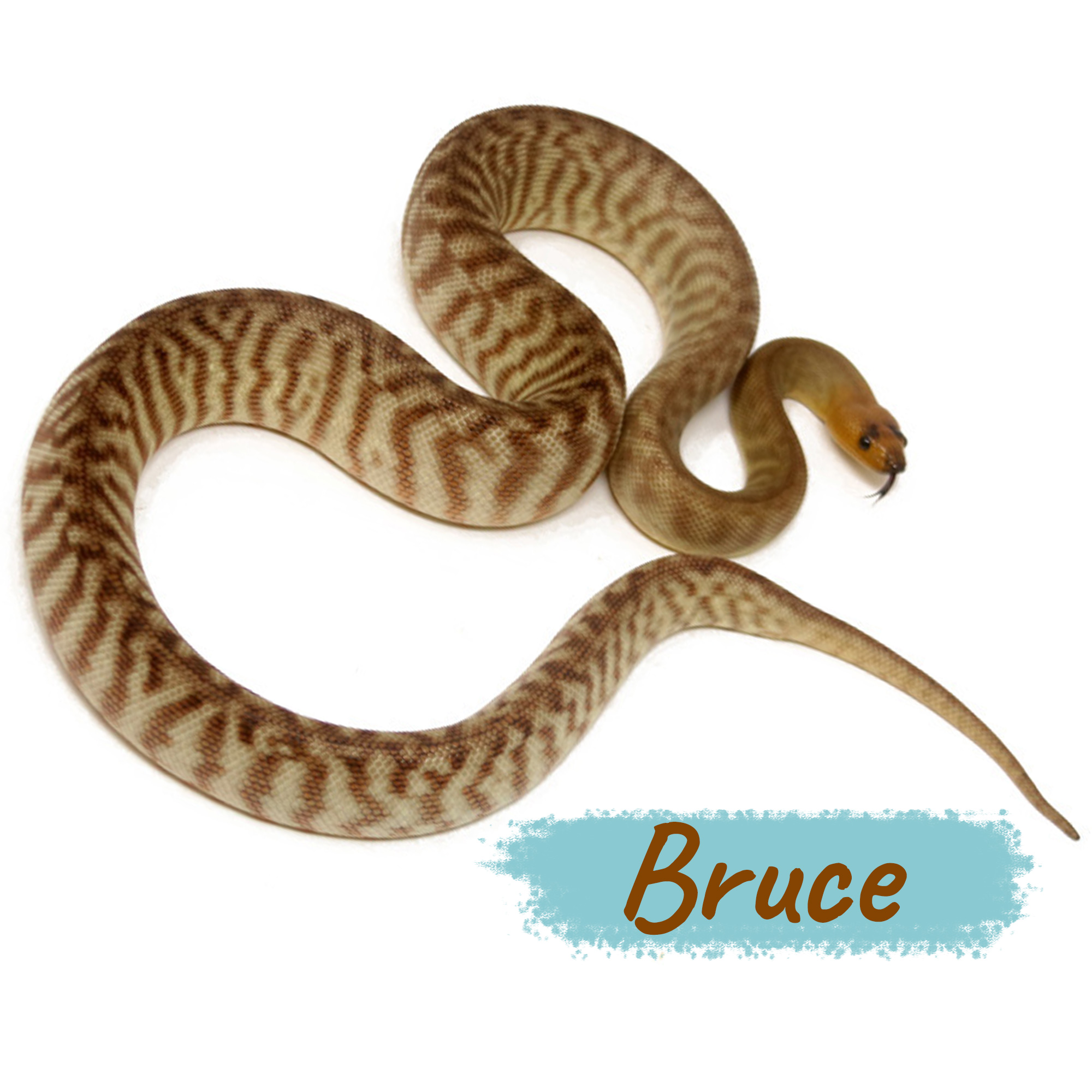 Bruce Woma Python (Aspidites ramsayi)