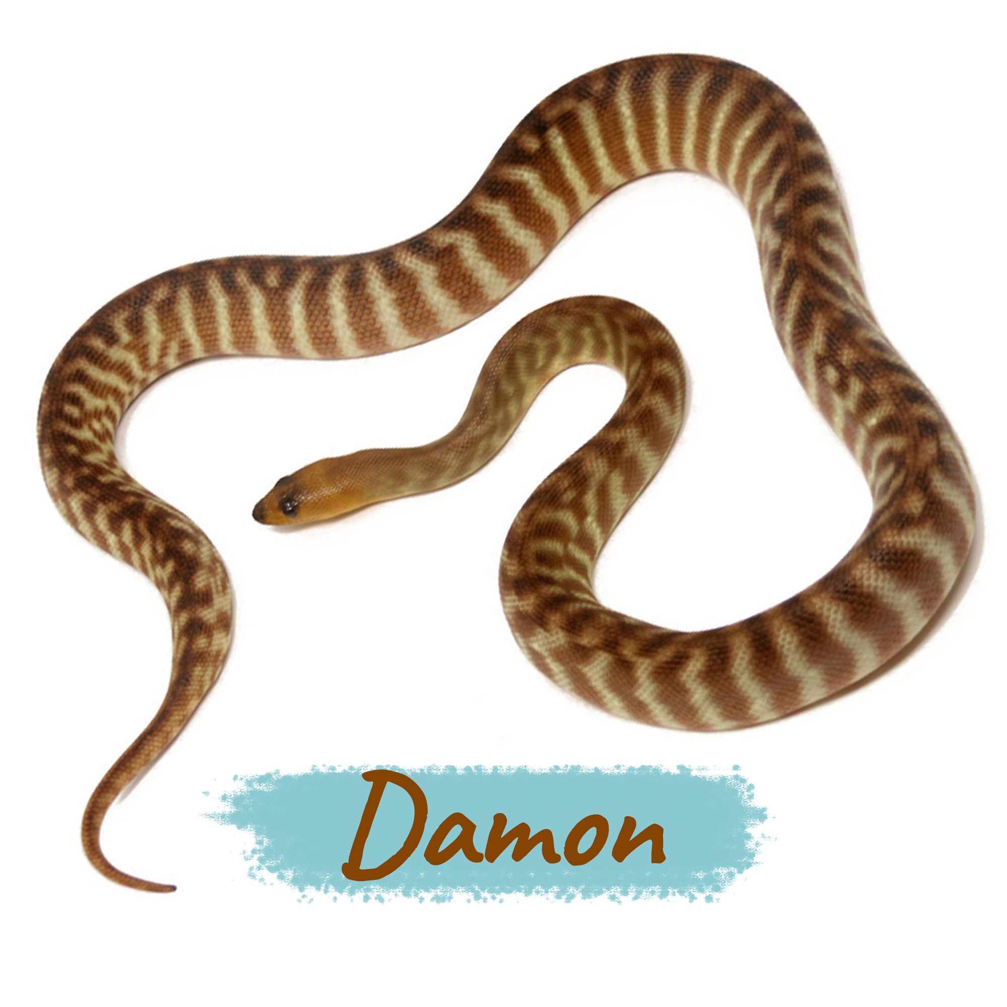 Damon Woma Python (Aspidites ramsayi)