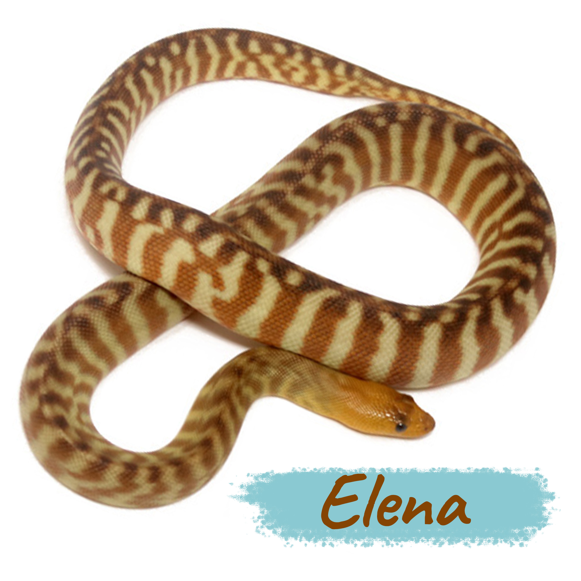 Elena Woma Python (Aspidites ramsayi)