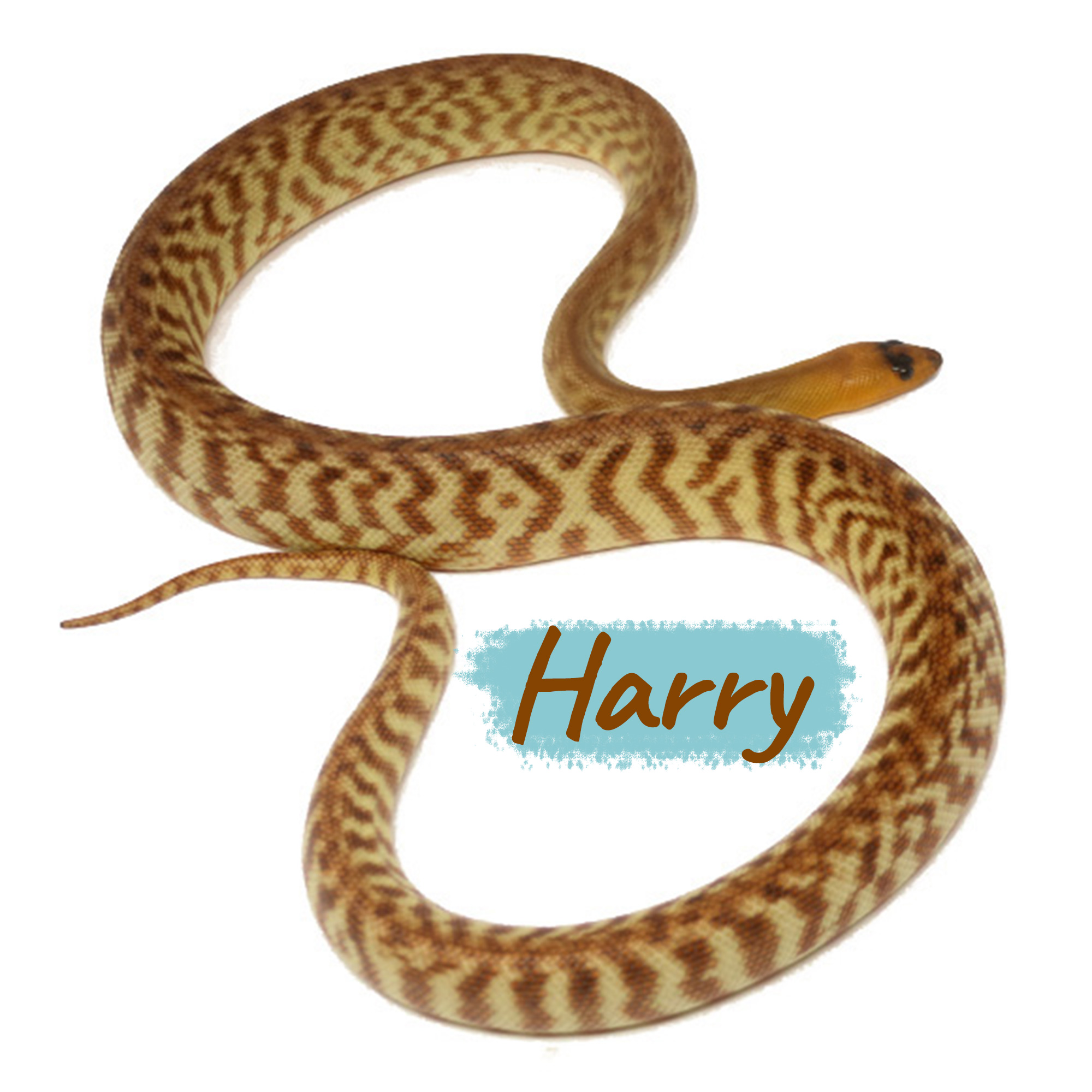 Harry Woma Python (Aspidites ramsayi)