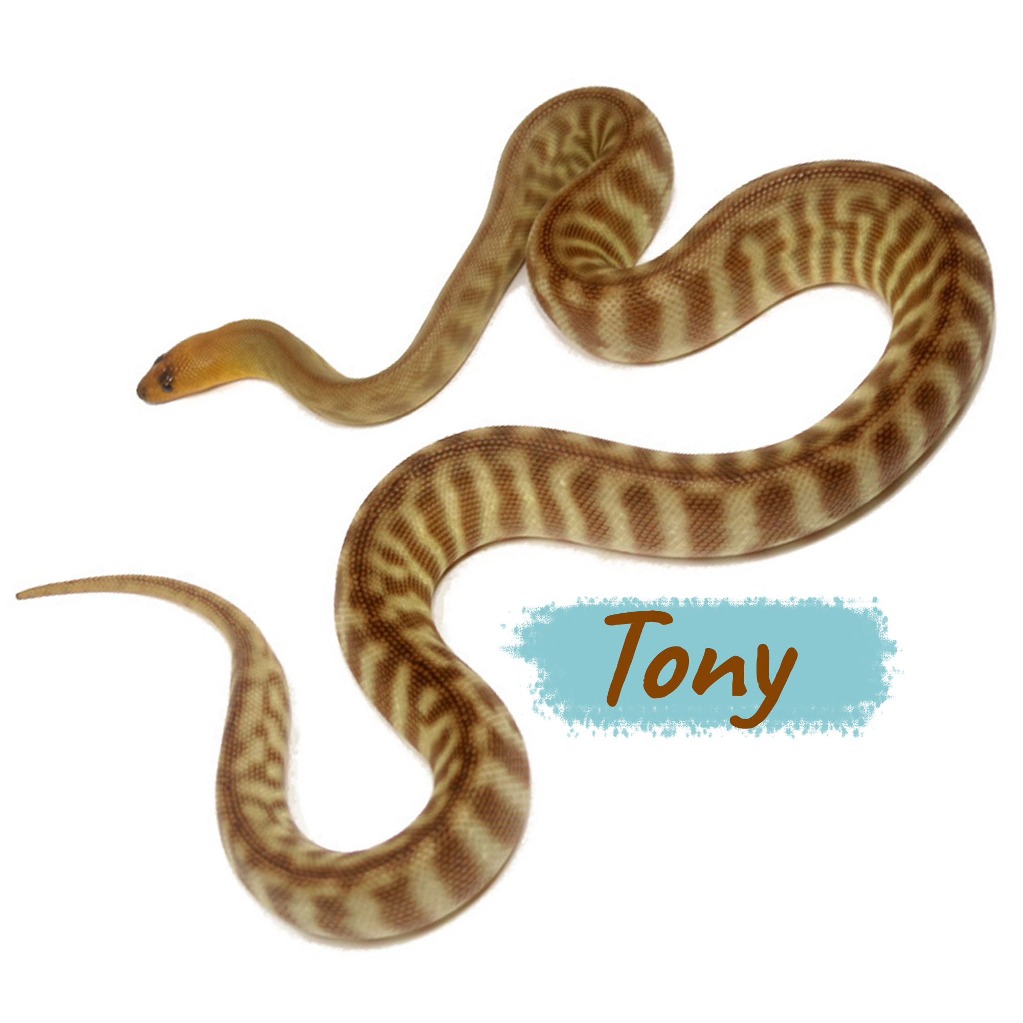 Tony Woma Python (Aspidites ramsayi)