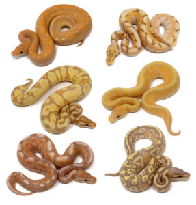 CG-WHS-double-287x300 CG-WHS-double