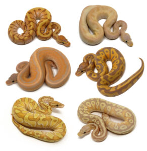 CG-WHS-triple-copy-291x300 CG WHS triple copy