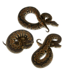 Normals-1-e1689963651832-270x300 Normals