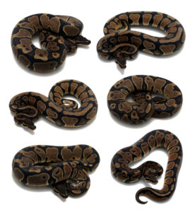 Normals-2-276x300 Normals-2