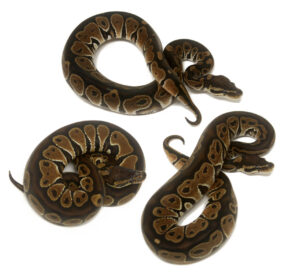 Normals-300x278 Normals