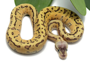 16-10A-Lemonblast-Fire_2022_10-11-22-300x218 16-10A-Lemonblast-Fire_2022_10-11-22