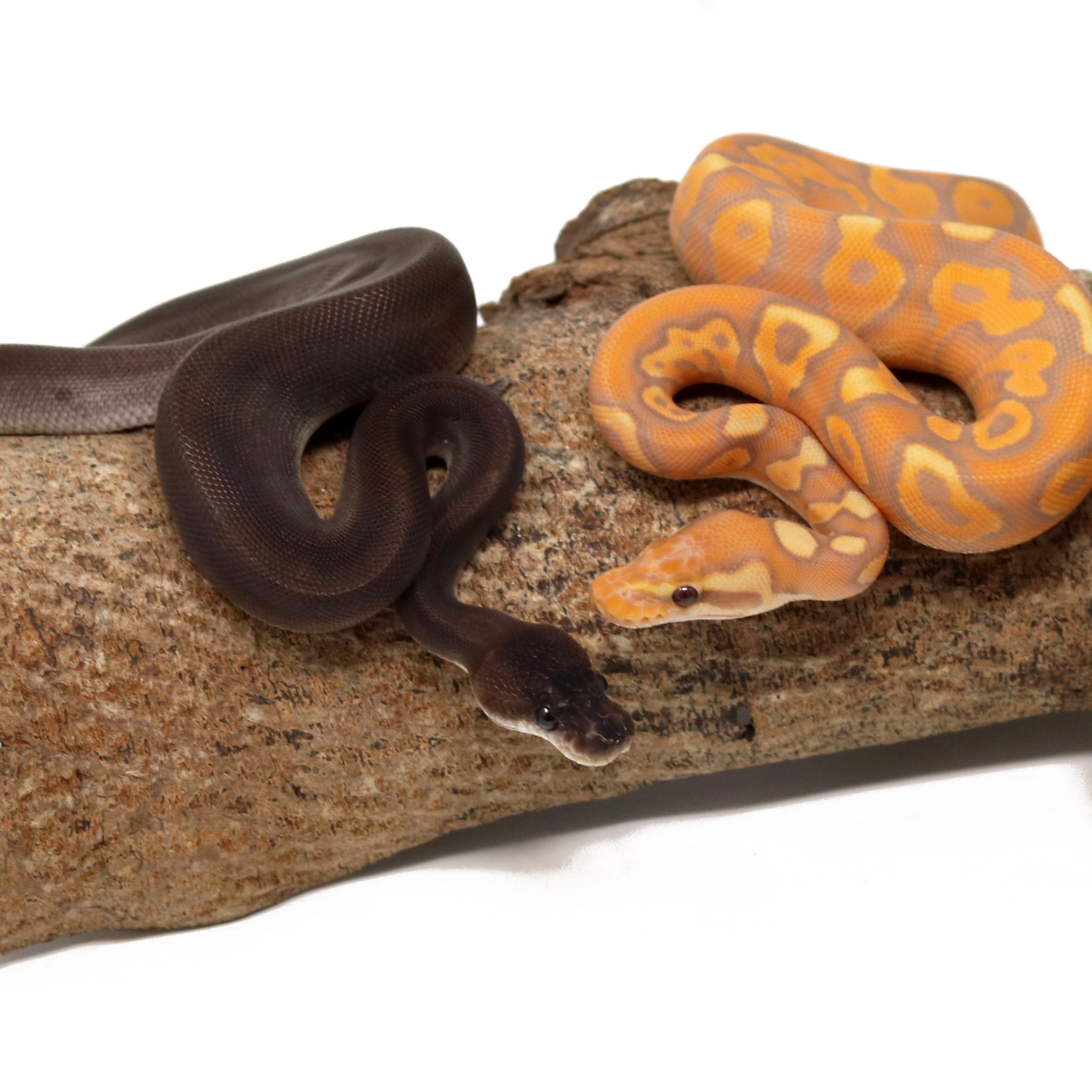 Ball Python Care Guide: Everything You Need to Know - Dynasty Reptiles
