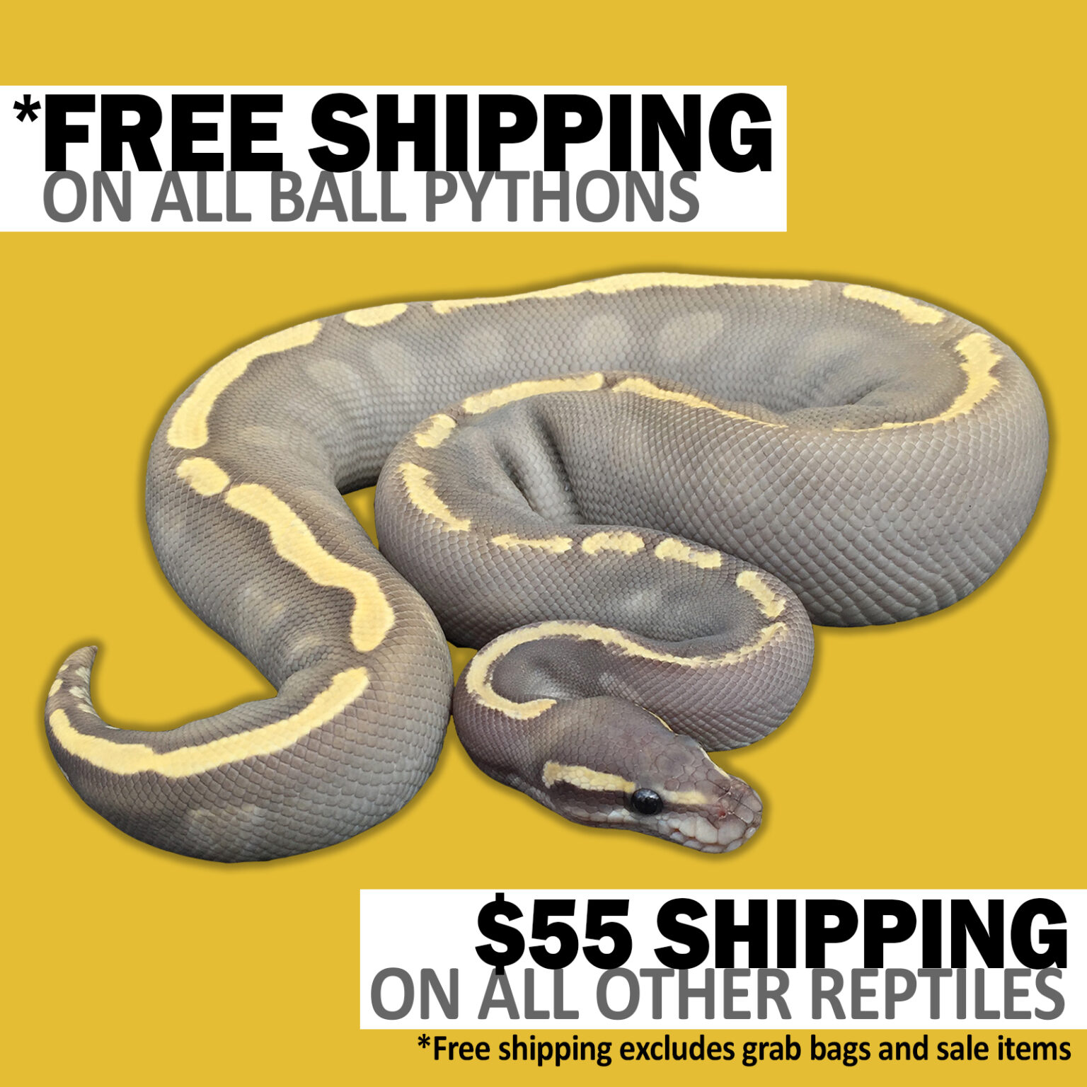 Ball pythons and other reptiles for sale dynasty reptiles
