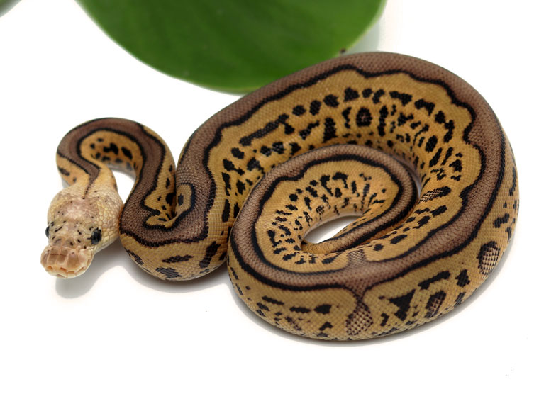 Clown Leopard Pastel (Female) - Dynasty Reptiles