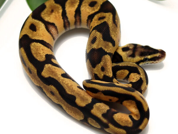 Leopard Enchi Pastel (Female)