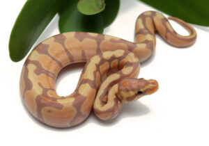 4-15B-Banana-Enchi_2022_9-22-22-300x210 4-15B-Banana-Enchi_2022_9-22-22