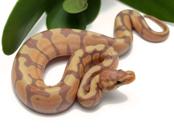 Banana Enchi (Female)