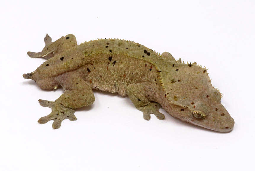 dalmation crested gecko