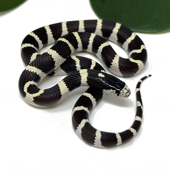 Desert California Kingsnake (Female) - Dynasty Reptiles