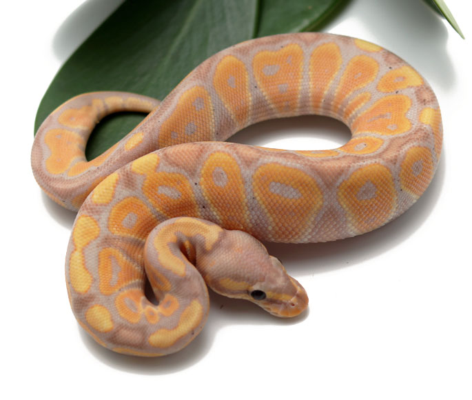 Banana (Female) - Dynasty Reptiles