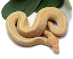 12-14B-Albino-Champagne_2022_10-6-22-300x242 12-14B-Albino-Champagne_2022_10-6-22