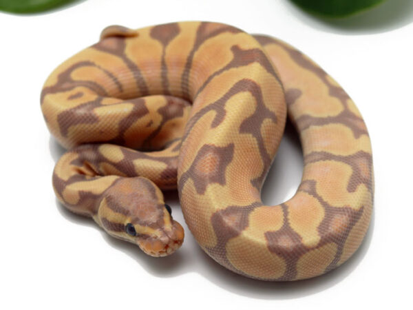 Banana Enchi (Female)