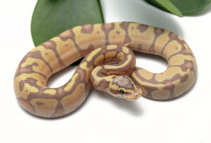 14-7A-Banana-Enchi-Pastel_2022_10-7-22-300x204 14-7A-Banana-Enchi-Pastel_2022_10-7-22