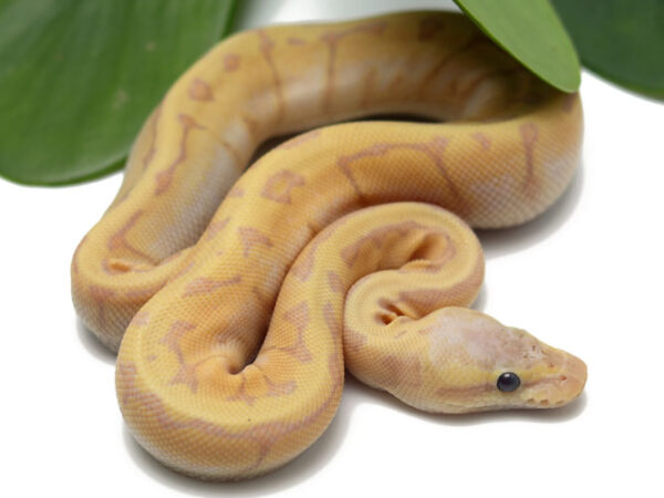 Banana Lemonblast Enchi (Male)