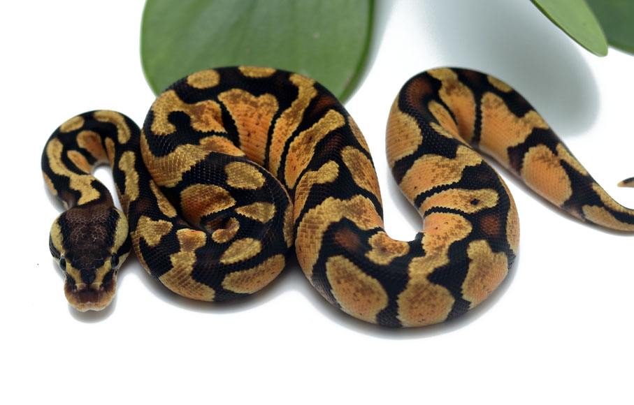 Enchi Pastel (Female) - Dynasty Reptiles