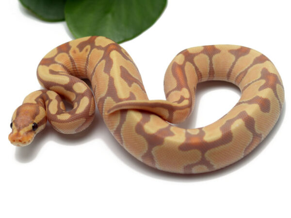 Banana Enchi (Female)