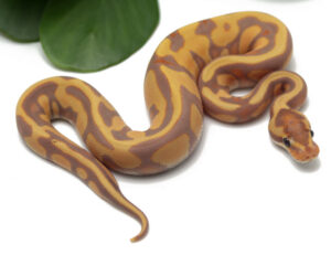 17-9B-Banana-Leopard-enchi_2022_10-14-22-300x231 17-9B-Banana-Leopard-enchi_2022_10-14-22