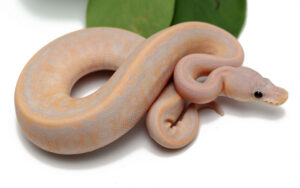 20-13B-Super-Banana-Cinnamon-Pin_2022_10-26-22-300x188 20-13B-Super-Banana-Cinnamon-Pin_2022_10-26-22
