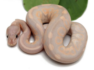 20-14B-Super-Banana-Cinnamon_2022_10-26-22-300x225 20-14B-Super-Banana-Cinnamon_2022_10-26-22
