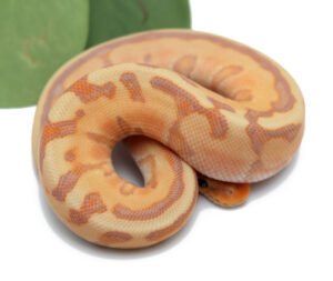 20-1C-Banana-Gstripe_2022_10-26-22-300x253 20-1C-Banana-Gstripe_2022_10-26-22