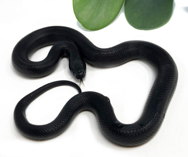 Mexican Black Kingsnake (Female) - Dynasty Reptiles