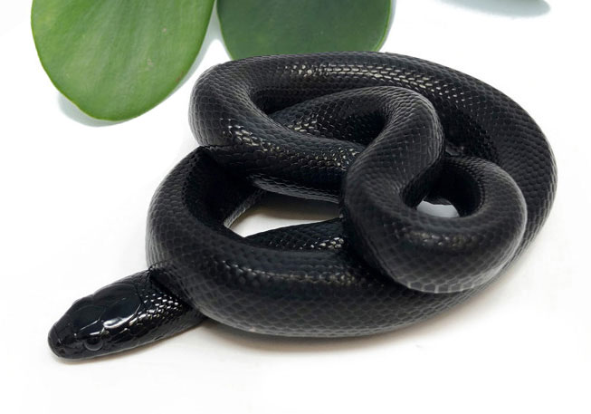 Mexican Black Kingsnake (Female) - Dynasty Reptiles