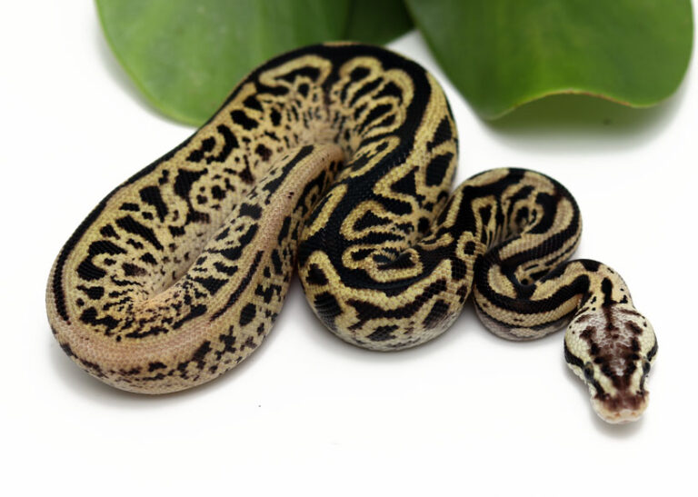 Leopard Spotnose Pastel HGW Combo (Male) - TEMP - Dynasty Reptiles