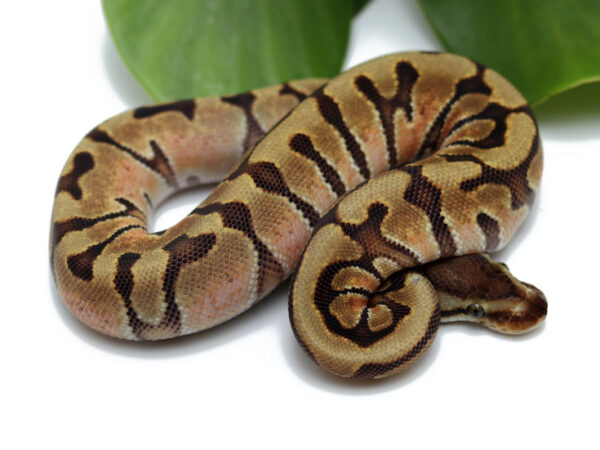 HGW Enchi (Female)