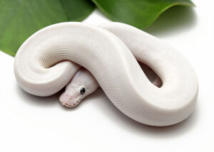 24-11C-Blue-Eye-Leucistic_2022_11-11-22-300x214 24-11C-Blue-Eye-Leucistic_2022_11-11-22