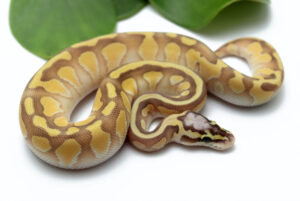 24-12B-Pastel-Butter-Enchi-Ghost_2022_11-11-22-300x201 24-12B-Pastel-Butter-Enchi-Ghost_2022_11-11-22