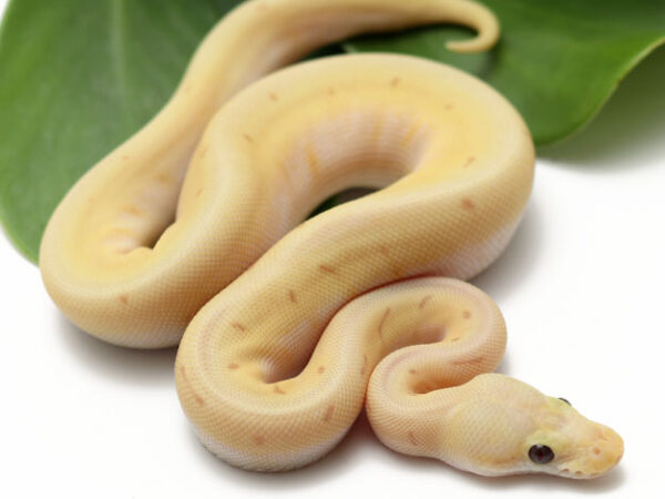 Banana Spotpin Enchi Poss Het Sunset (Female)