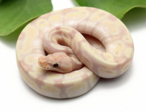 25-6A-Super-Banana-Enchi_2022_11-16-22-300x230 25-6A-Super-Banana-Enchi_2022_11-16-22