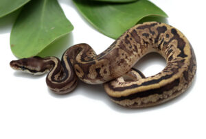 26-1B-Leopard-Pastel-Calico_2022_11-16-22-300x203 26-1B-Leopard-Pastel-Calico_2022_11-16-22