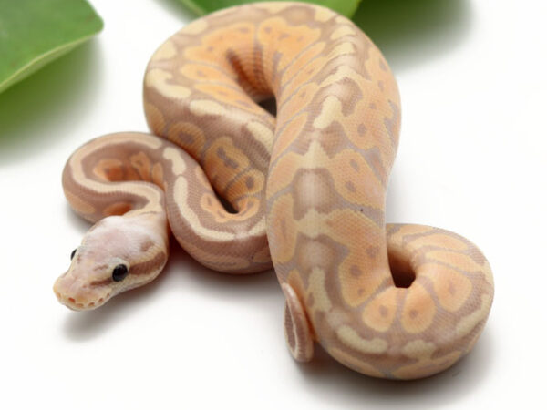 Banana Pastel (Female)