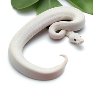 26-8C-Blue-Eye-Leucistic_2022_11-16-22-300x281 26-8C-Blue-Eye-Leucistic_2022_11-16-22