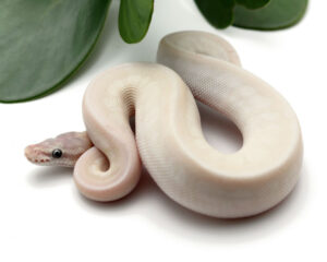 27-14C-Blue-Eye-Leucistic_2022_12-8-22-300x240 27-14C-Blue-Eye-Leucistic_2022_12-8-22