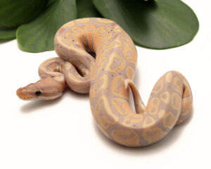 28-13B-Banana_2022_12-15-22-300x240 28-13B-Banana_2022_12-15-22