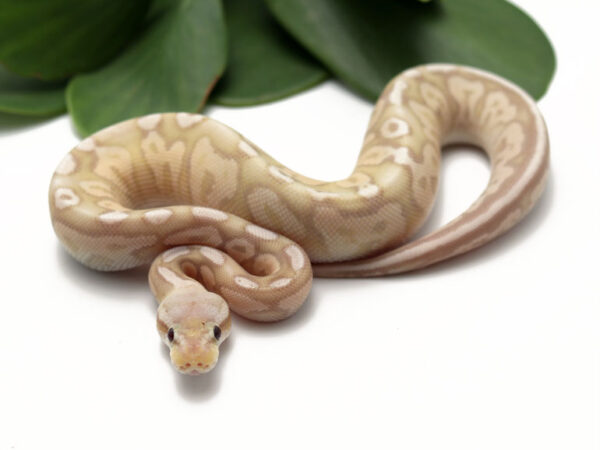 Banana Pewter (Female)