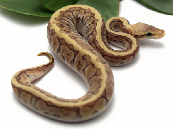 GHI HGW Moochie Pastel (Female)