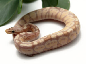28-2A-Banana-Pastel_2022_12-8-22-300x223 28-2A-Banana-Pastel_2022_12-8-22