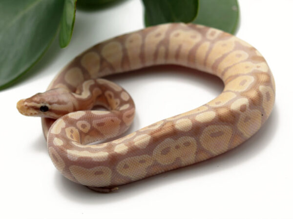 Banana Pastel (Female)