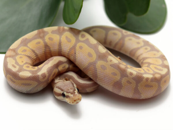 Banana Pastel (Female)