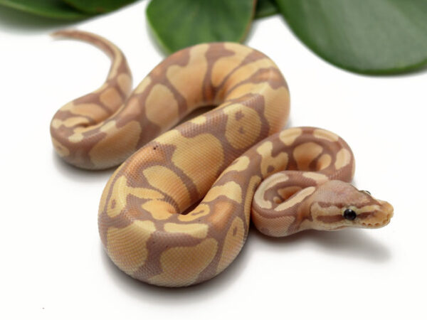 Banana Enchi Pastel (Female)